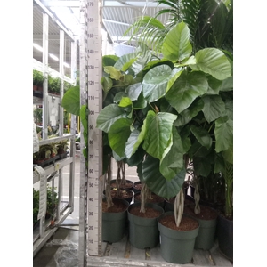 Ficus umbellata