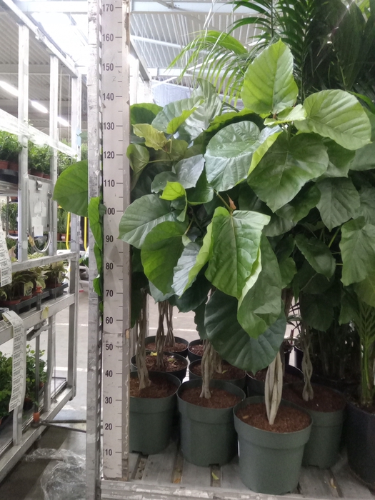 <h4>Ficus umbellata</h4>