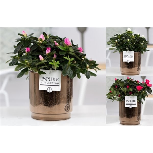 <h4>1st class Azalea mix in P&PURE Juliette ceramics goldbronze</h4>