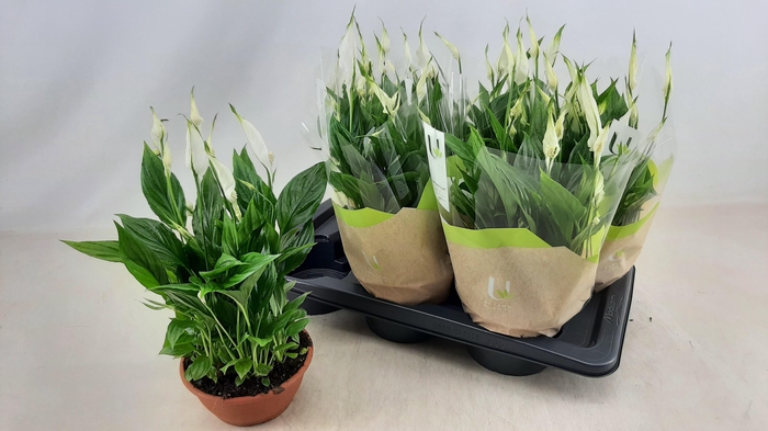 <h4>SPATH CHOPIN</h4>