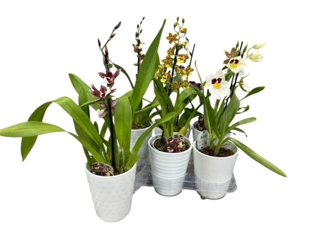 <h4>ARR ORCHIDEE</h4>