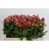 Paeonia Flame