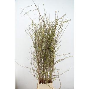 CORYLOPSIS S CYNTHIA 180CM