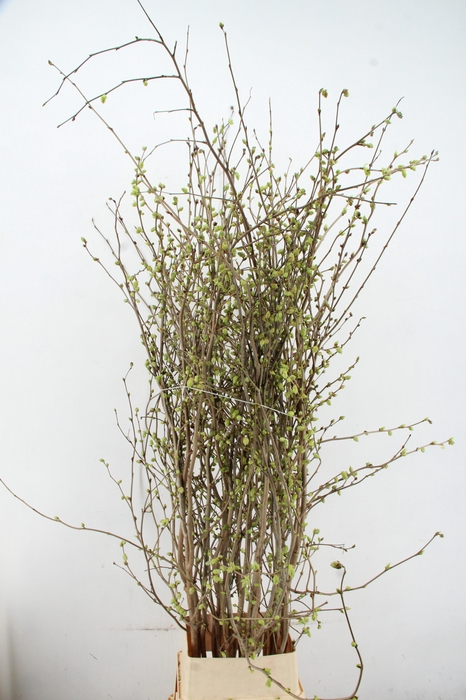 <h4>CORYLOPSIS S CYNTHIA 180CM</h4>