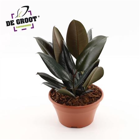 <h4>Ficus Abidjan In Schaal</h4>