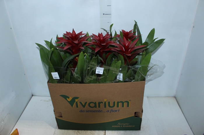 <h4>GUZM. FINEST RED P14</h4>