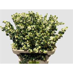Sympho Mag Lemo Lime