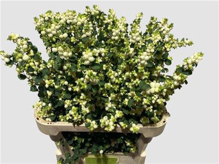 <h4>Sympho Mag Lemo Lime</h4>