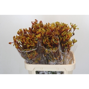 Anigozanthos Early Spring