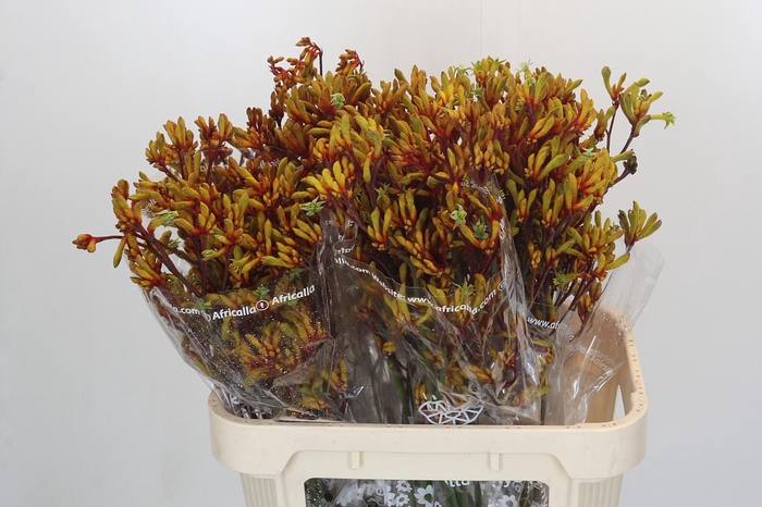 Anigozanthos Early Spring