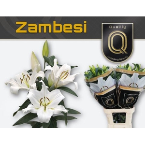 Lelies Li Ot Zambesi