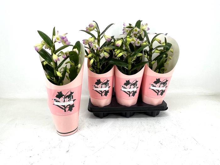 <h4>DENDR N S DR KUMIKO</h4>