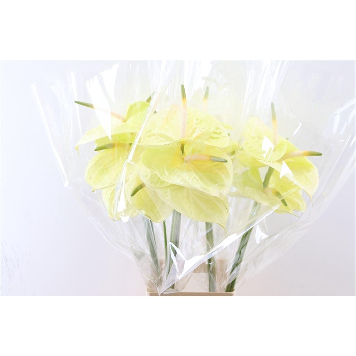 <h4>Anth A Marysia</h4>