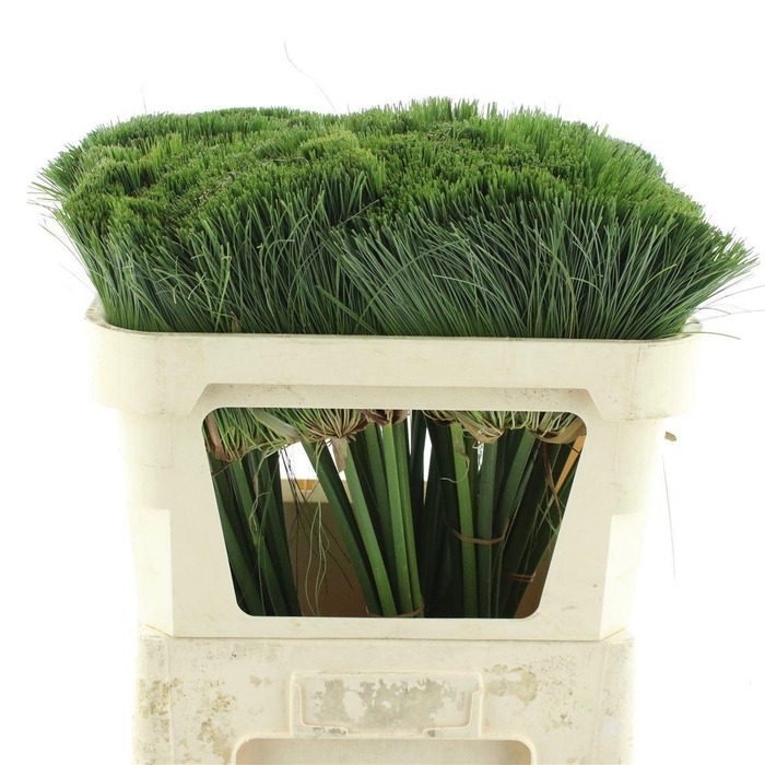 <h4>Cyperus papyrus</h4>
