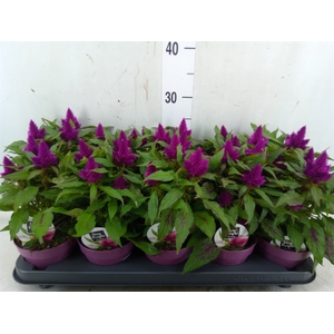 Celosia arg. SP 'Deep Purple'