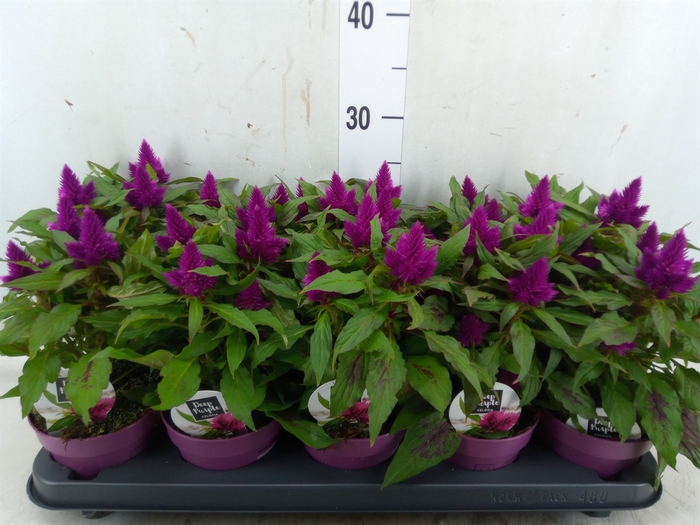 <h4>Celosia arg. SP 'Deep Purple'</h4>
