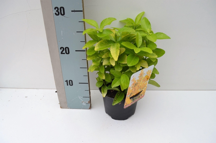 <h4>Euonymus jap. El Dorado PBR</h4>