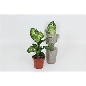 Purify Dieffenbachia Sublime 12 cm