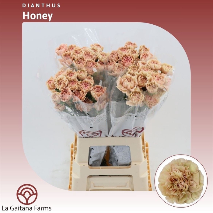 <h4>Dianthus St Honey</h4>