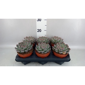 Echeveria   ...