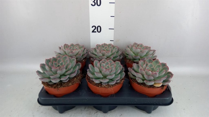 <h4>Echeveria ...</h4>