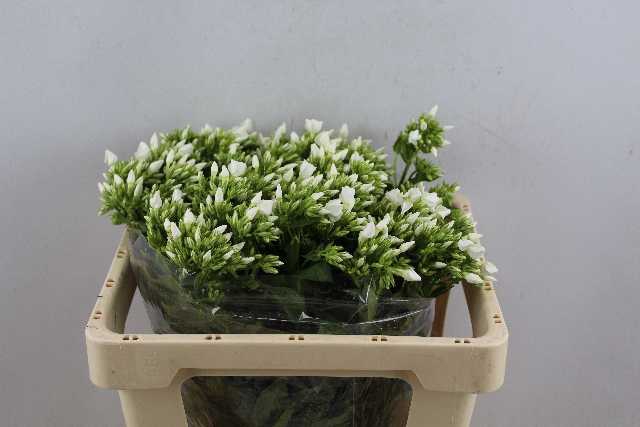 <h4>PHLOX P WHITECAP</h4>