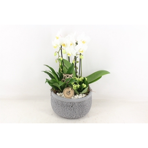 arr2 PL - Ker. barok grijs kl. Phal