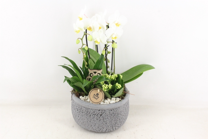 <h4>arr2 PL - Ker. barok grijs kl. Phal</h4>