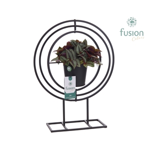 Globe metaal zwart Large met Tradescantia