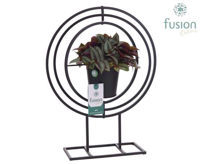 <h4>Globe metaal zwart Large met Tradescantia</h4>