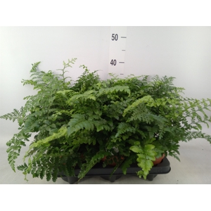 Asplenium  'Parvati'