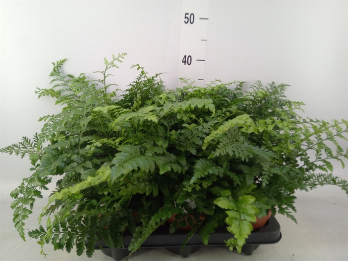 <h4>Asplenium  'Parvati'</h4>