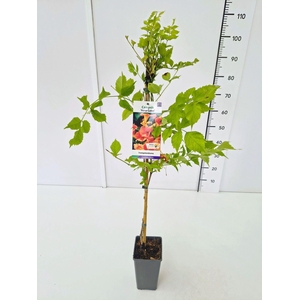 Campsis x tagliabuana Madame Galen