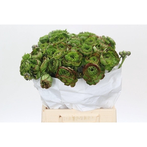 Ranunculus Pon Pon Combination