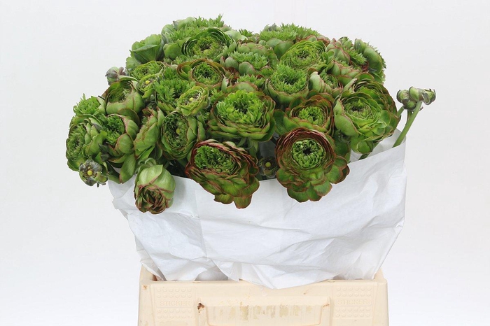 <h4>Ranunculus Pon Pon Combination</h4>