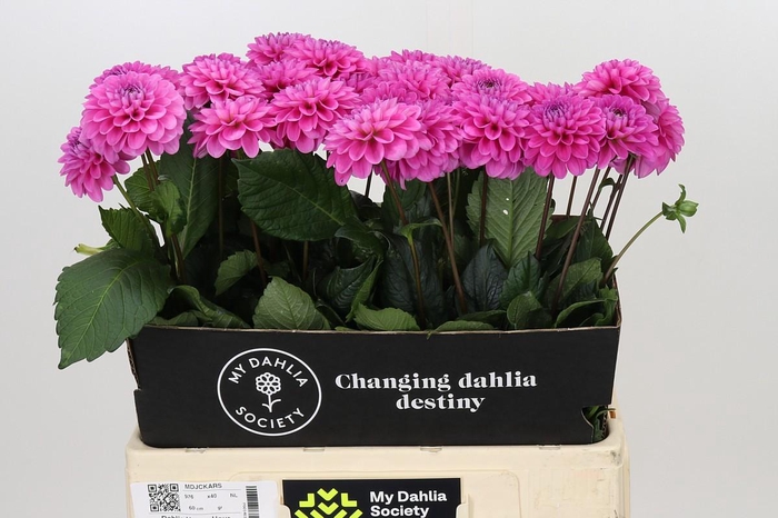 Dahlia Happy Hour