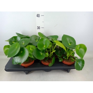 Peperomia polybotrya 'Raindrop'