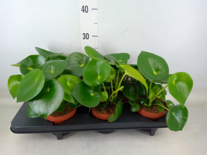 <h4>Peperomia polybotrya 'Raindrop'</h4>