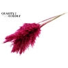 Pampas Grass 100cm 5st/bunch Cerise