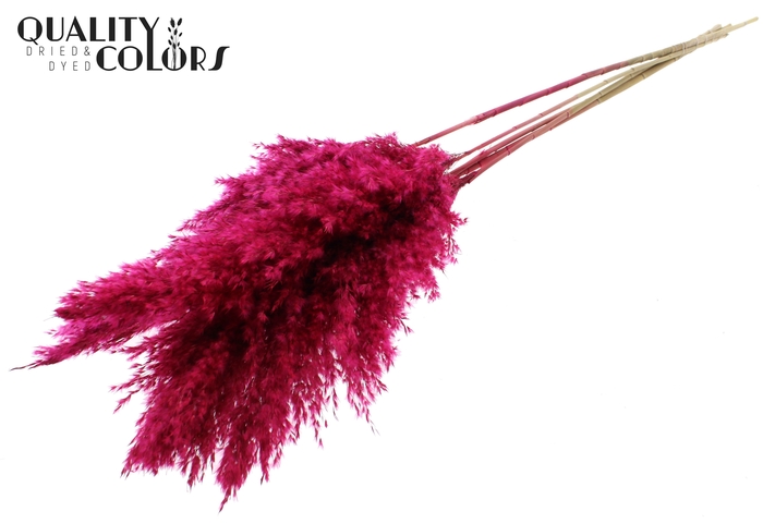 Pampas Grass 100cm 5st/bunch Cerise