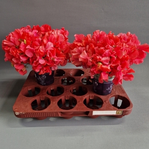 LATHYR PARFUM CORAL