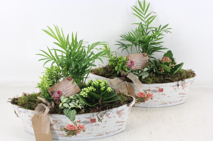 <h4>arr2 TD - Rozen boot - roze/wit</h4>