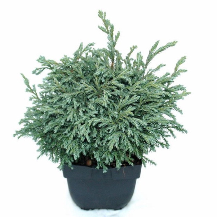 <h4>Chamaecyparis Baby Blue</h4>