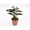 ANTHURIUM BLACK LOVE P12