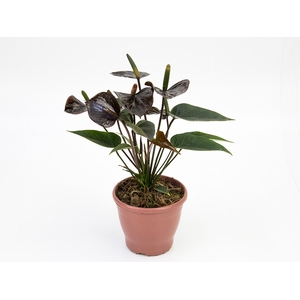 ANTHURIUM BLACK LOVE P12