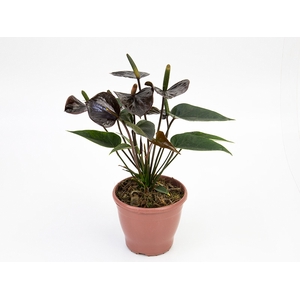 ANTHURIUM BLACK LOVE P12