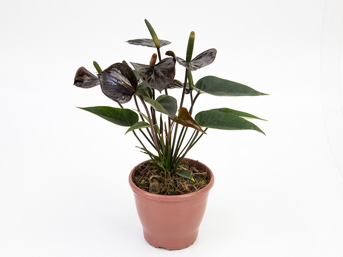 <h4>ANTHURIUM BLACK LOVE P12</h4>