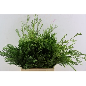 Calocedrus Decurrens