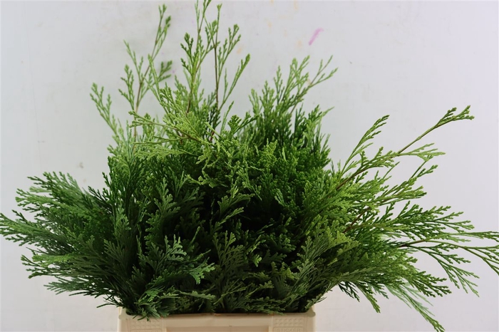 <h4>Calocedrus Decurrens</h4>