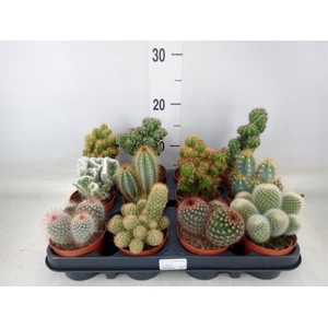 Cactus   ...mix